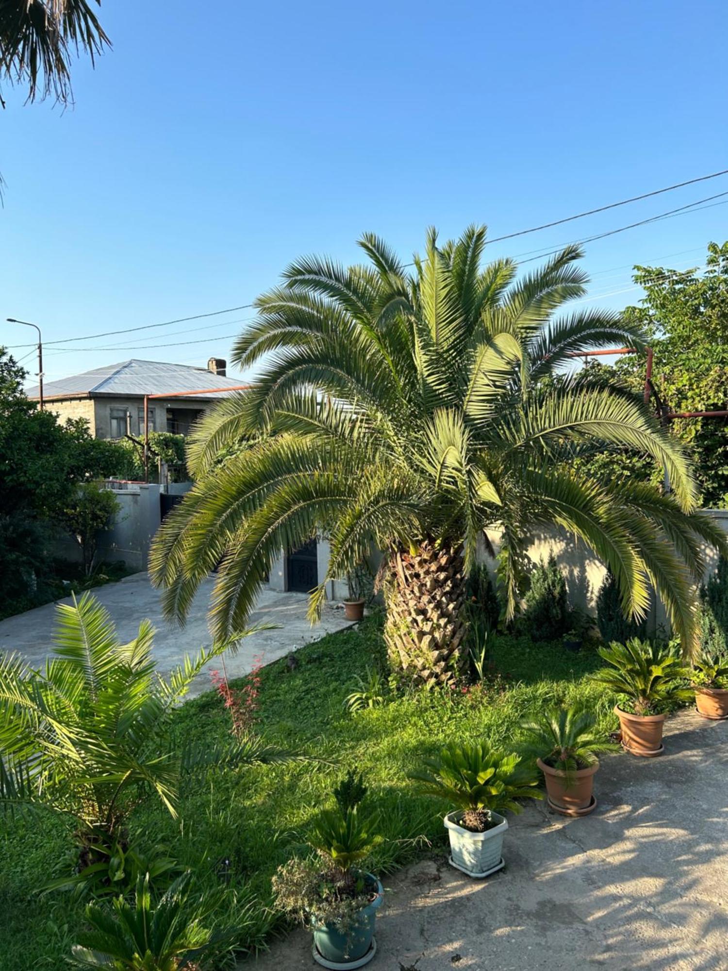 Greenview Guesthouse Batoemi Buitenkant foto